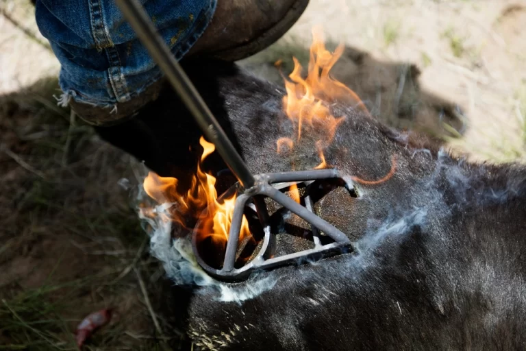 Branding day Ladder Livestock Ranch's
