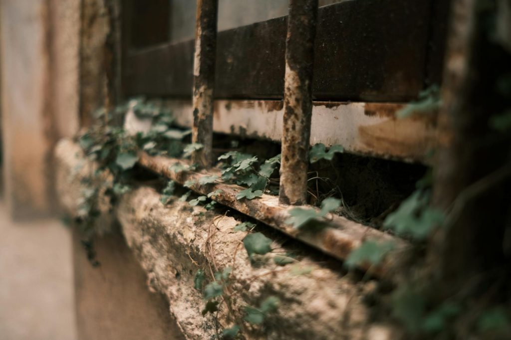 rusty iron frame with climbing plant
